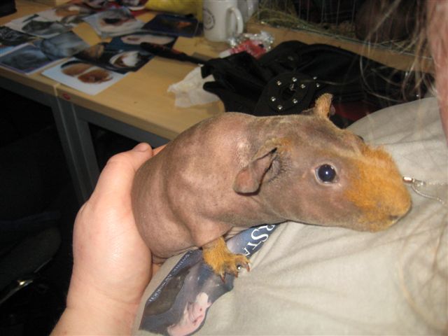 Wystawa świnek morskich - Aleksandra Włodarczyk