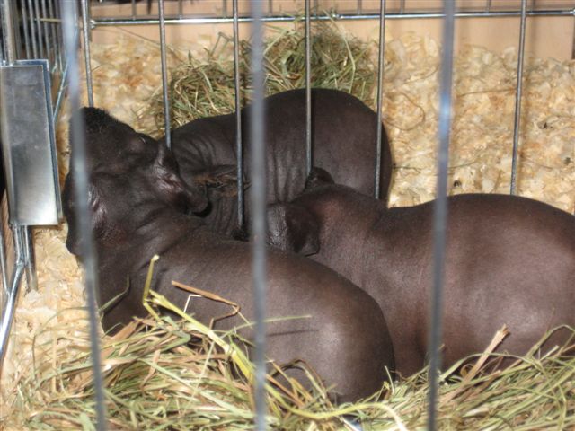 Aleksandra Włodarczyk