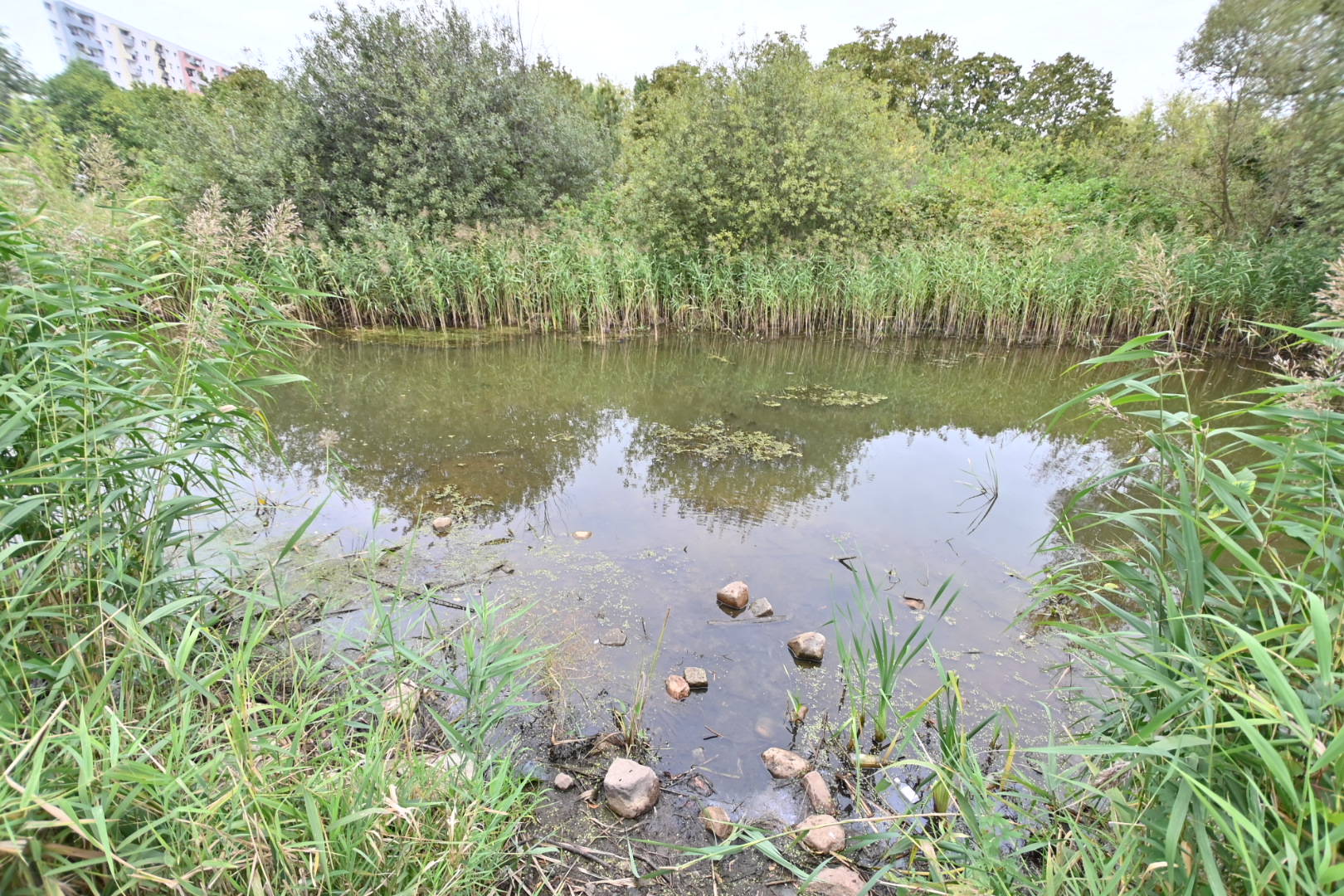 traszki ratajskie - Wojtek Wardejn - Radio Poznań