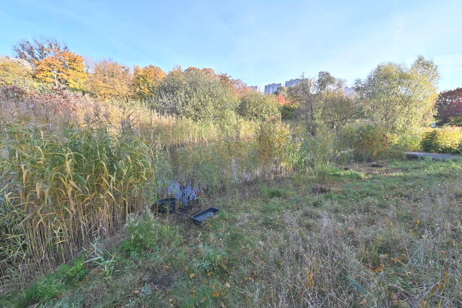 traszki ratajskie - Wojtek Wardejn - Radio Poznań