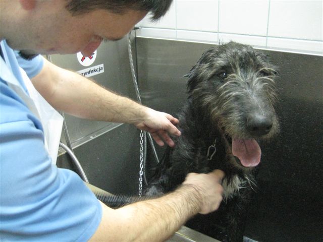 Myjnia dla psów - Leszno - Jacek Marciniak