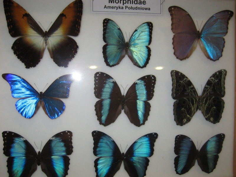 Motyle, pająki, owady - wystawa - Jacek Butlewski