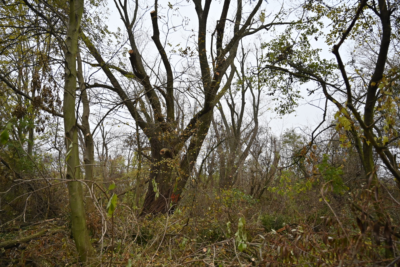 fifne wierzby poznań - Wojtek Wardejn