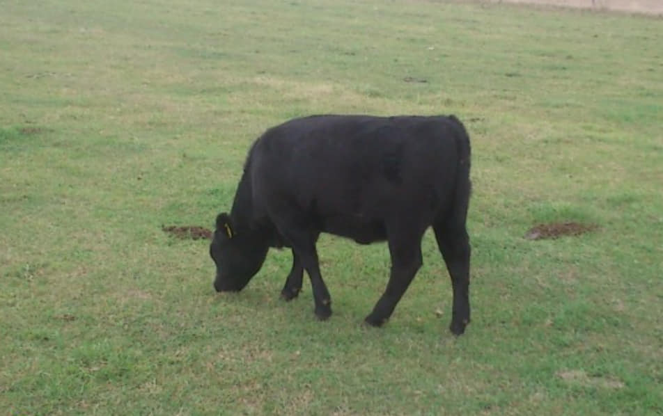 Byk uciekinier - OSP w Karolewie