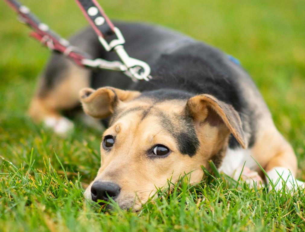 pies - FB Schronisko dla Zwierząt w Skałowie