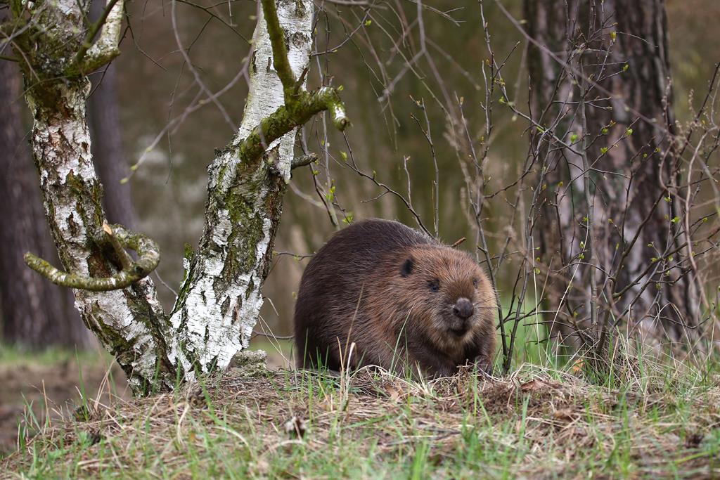 bóbr - Ryszard Bugaj