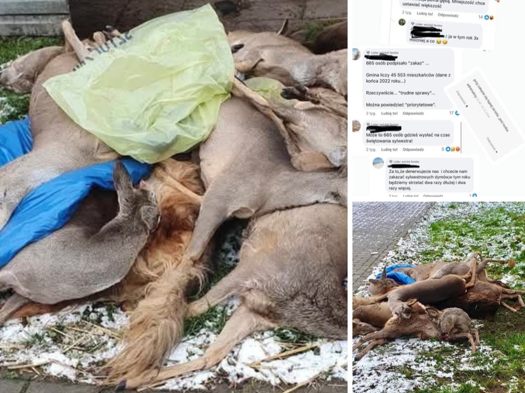 Screenshot_20250104_164106_Facebook — kopia - FB Stowarzyszenie Psi-jaciel Schronisko dla Bezdomnych Zwierząt we Wrześni