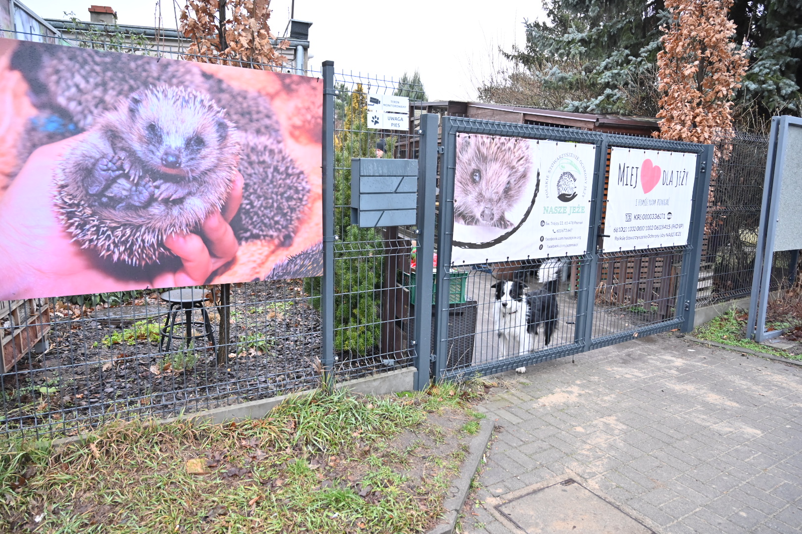 dziki sor poznan - Wojtek Wardejn