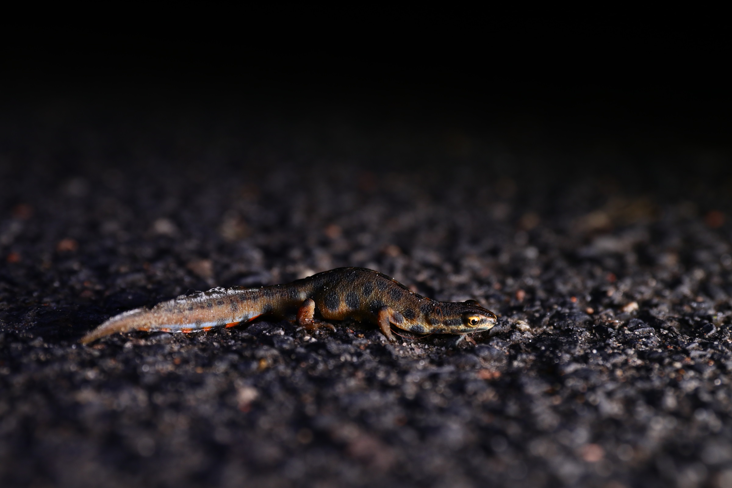 traszka - Anna Maria Kubicka