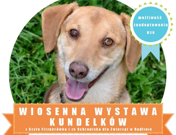 wiosenna wystawa kundelkow