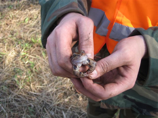 żaba_ręce - Aleksandra Włodarczyk