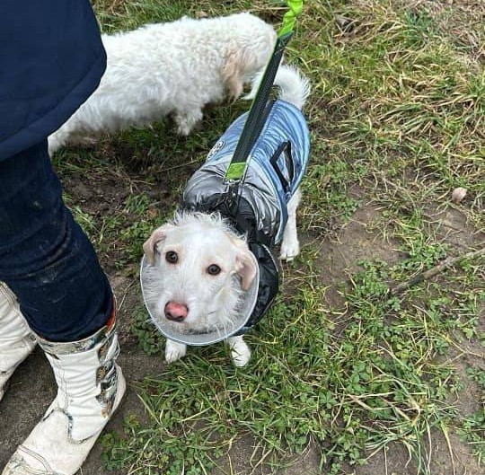 pies z niemiec - Archiwum czytelnika - Facebook