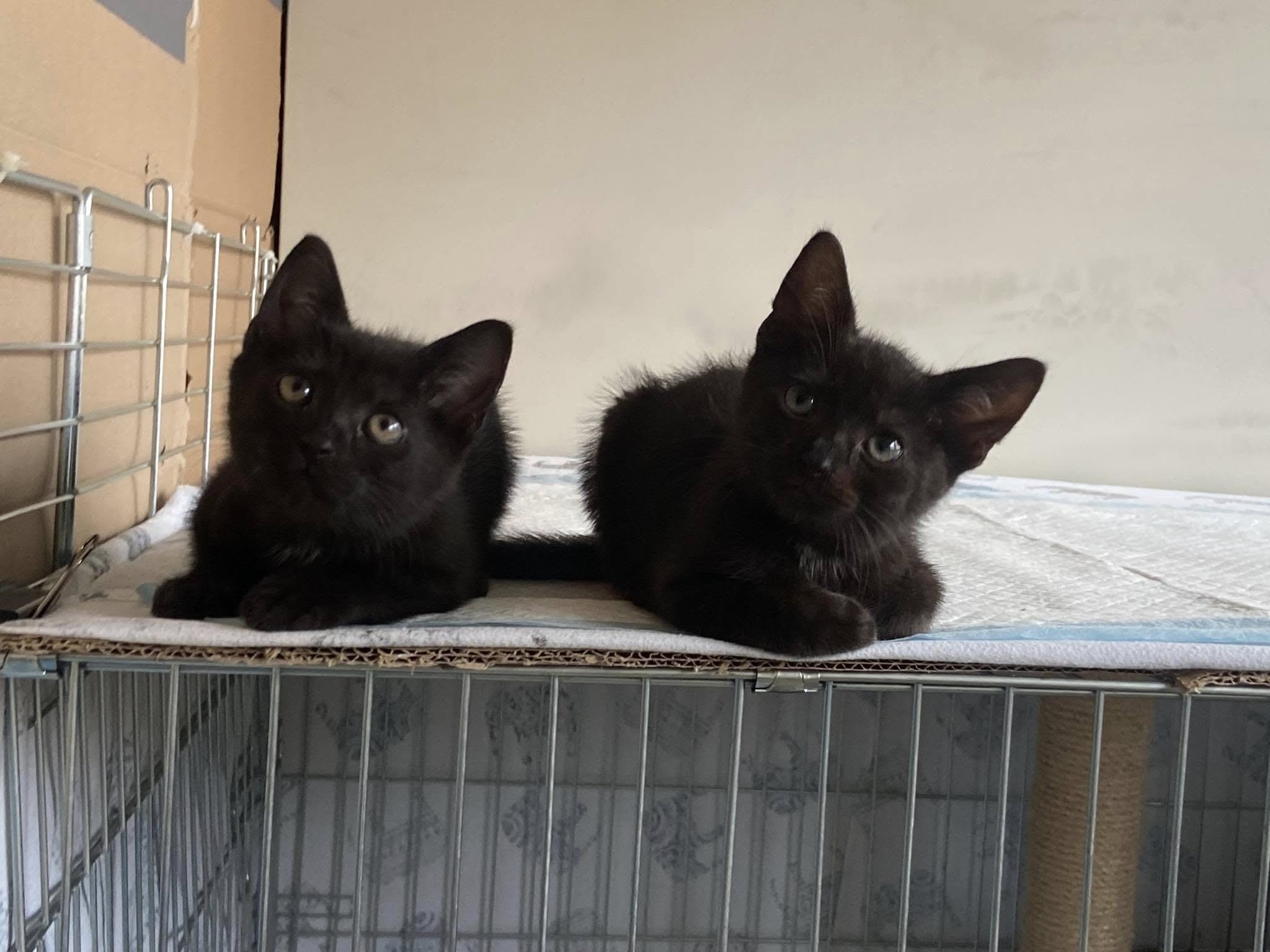 Koty sztuk 2 - Kocie Gniezno