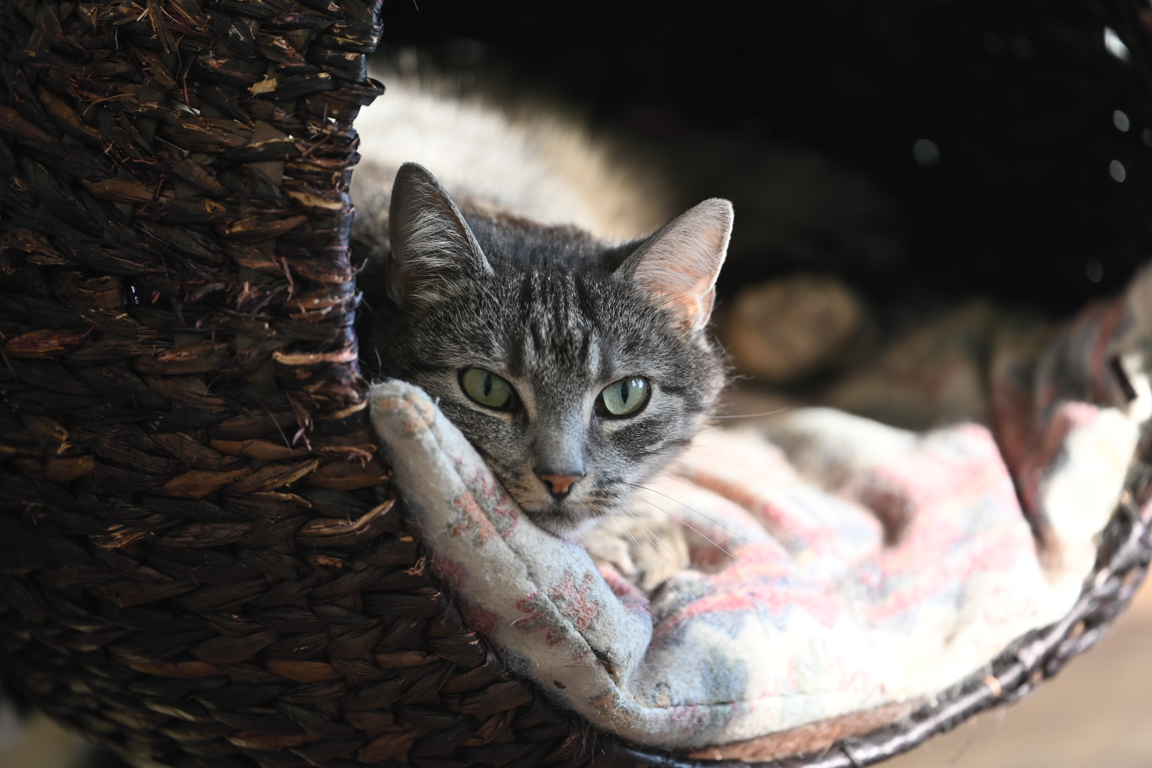 koty schronisko - Wojtek Wardejn - Radio Poznań