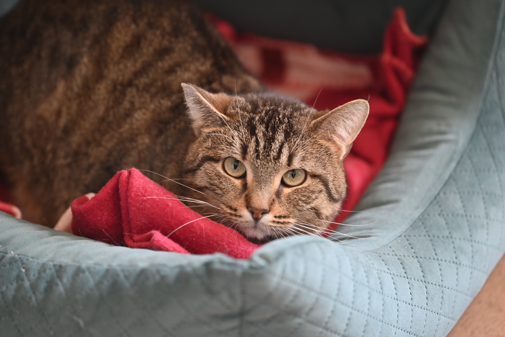 koty schronisko - Wojtek Wardejn - Radio Poznań