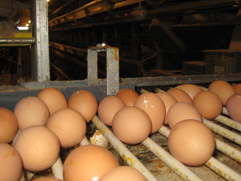 Ferma kurza - jaja - Wojciech Chmielewski