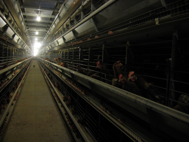 Ferma kurza - jaja - Wojciech Chmielewski