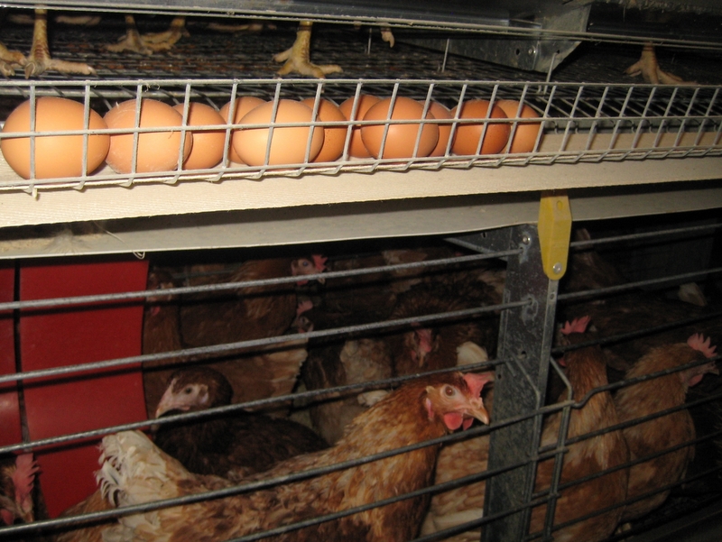 Ferma kurza - jaja - Wojciech Chmielewski