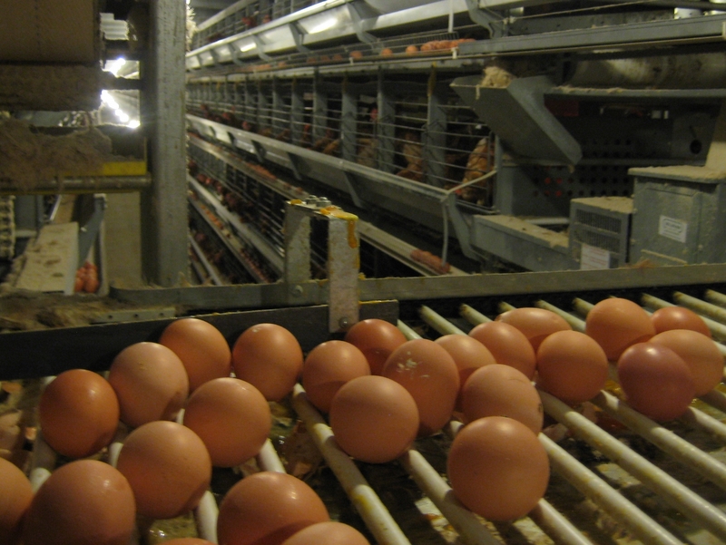 Wojciech Chmielewski