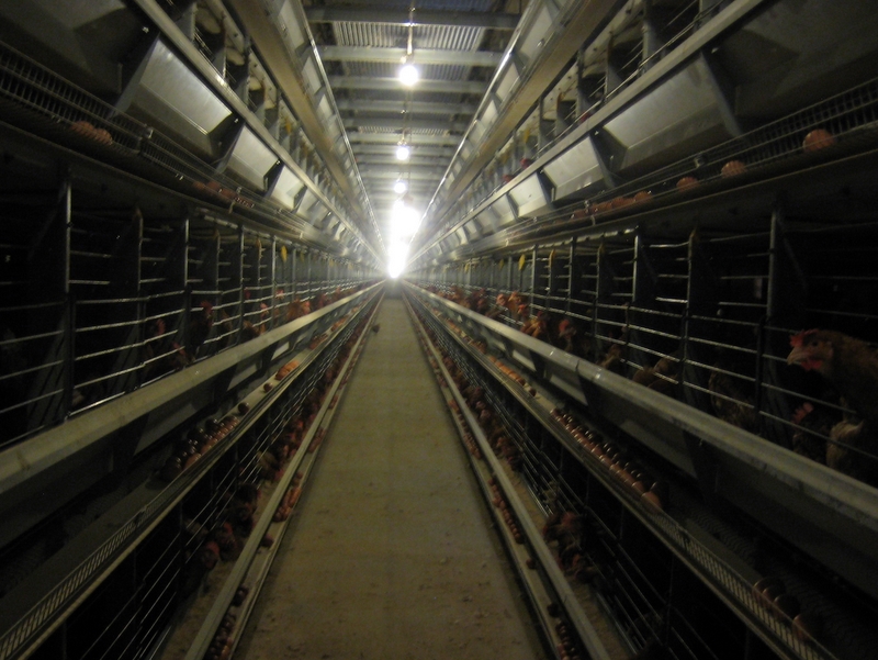 Ferma kurza - jaja - Wojciech Chmielewski