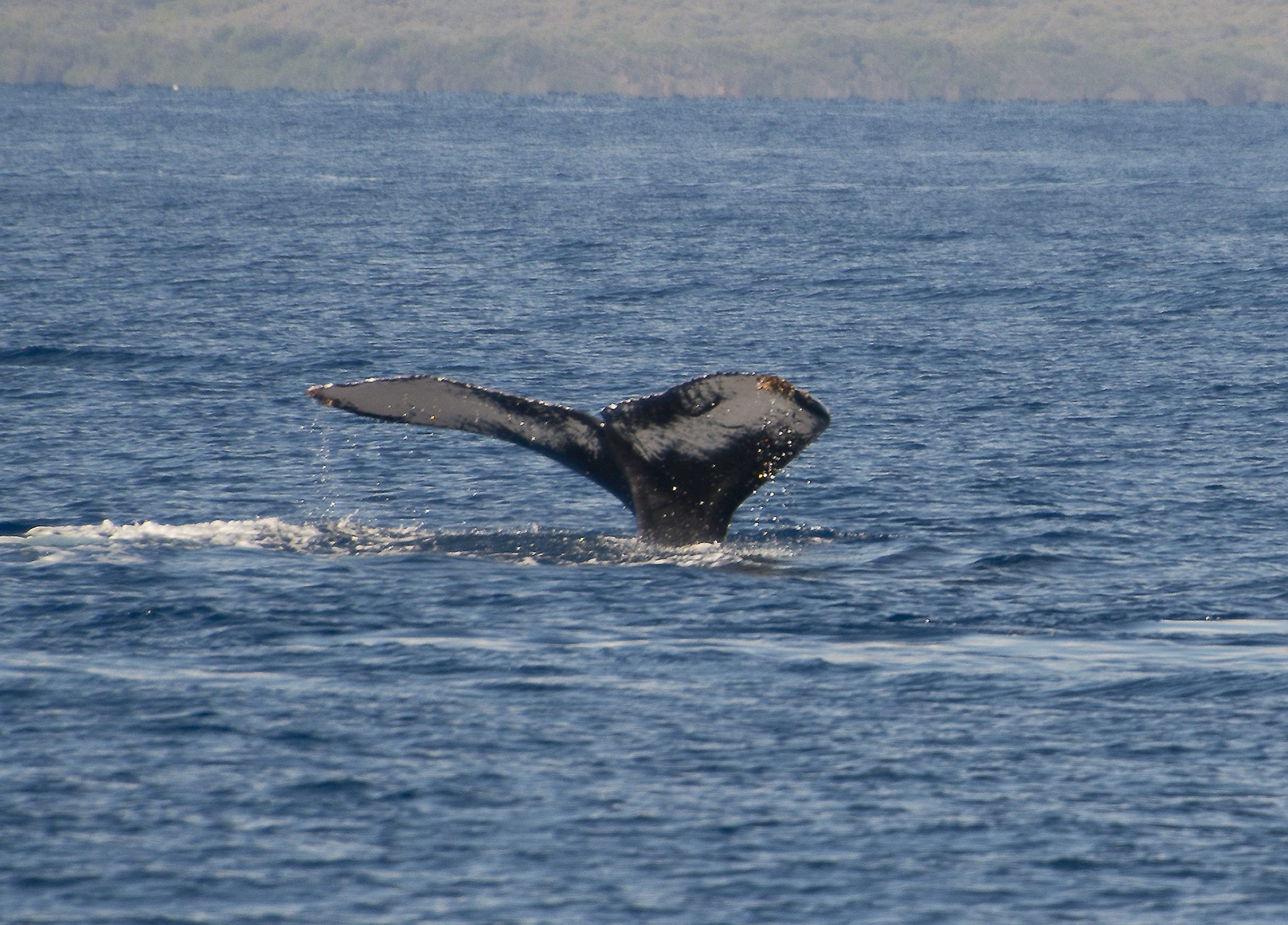 humbak - PAP/Newscom