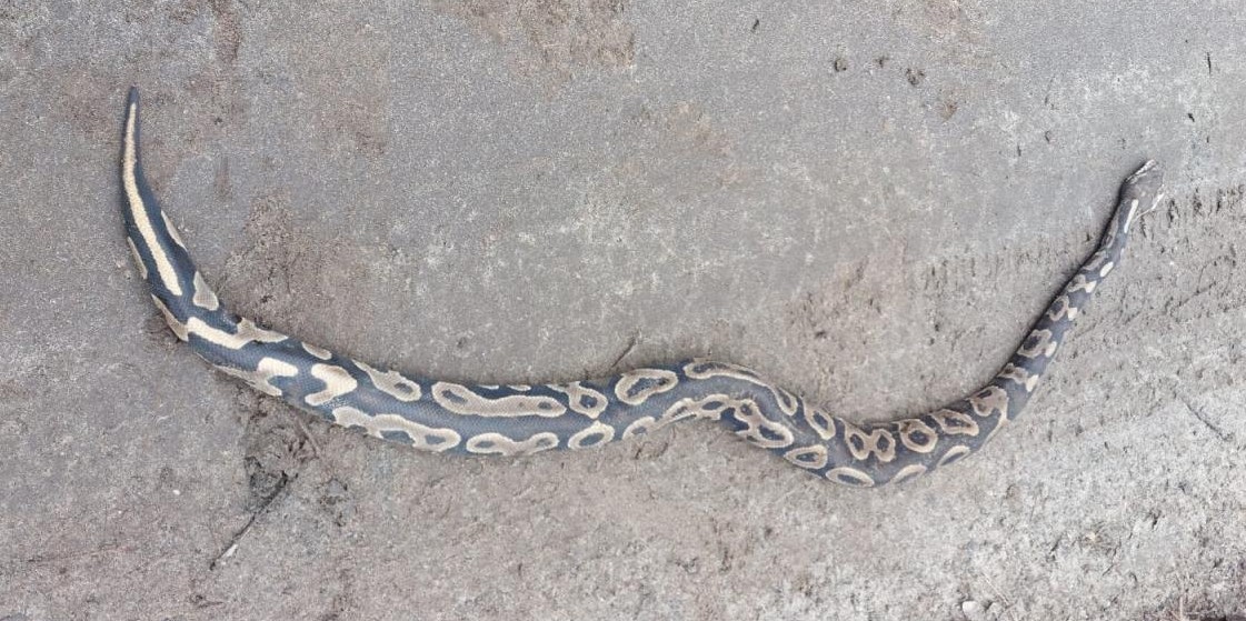 Pyton nie żywy - Nadleśnictwo Grodzisk