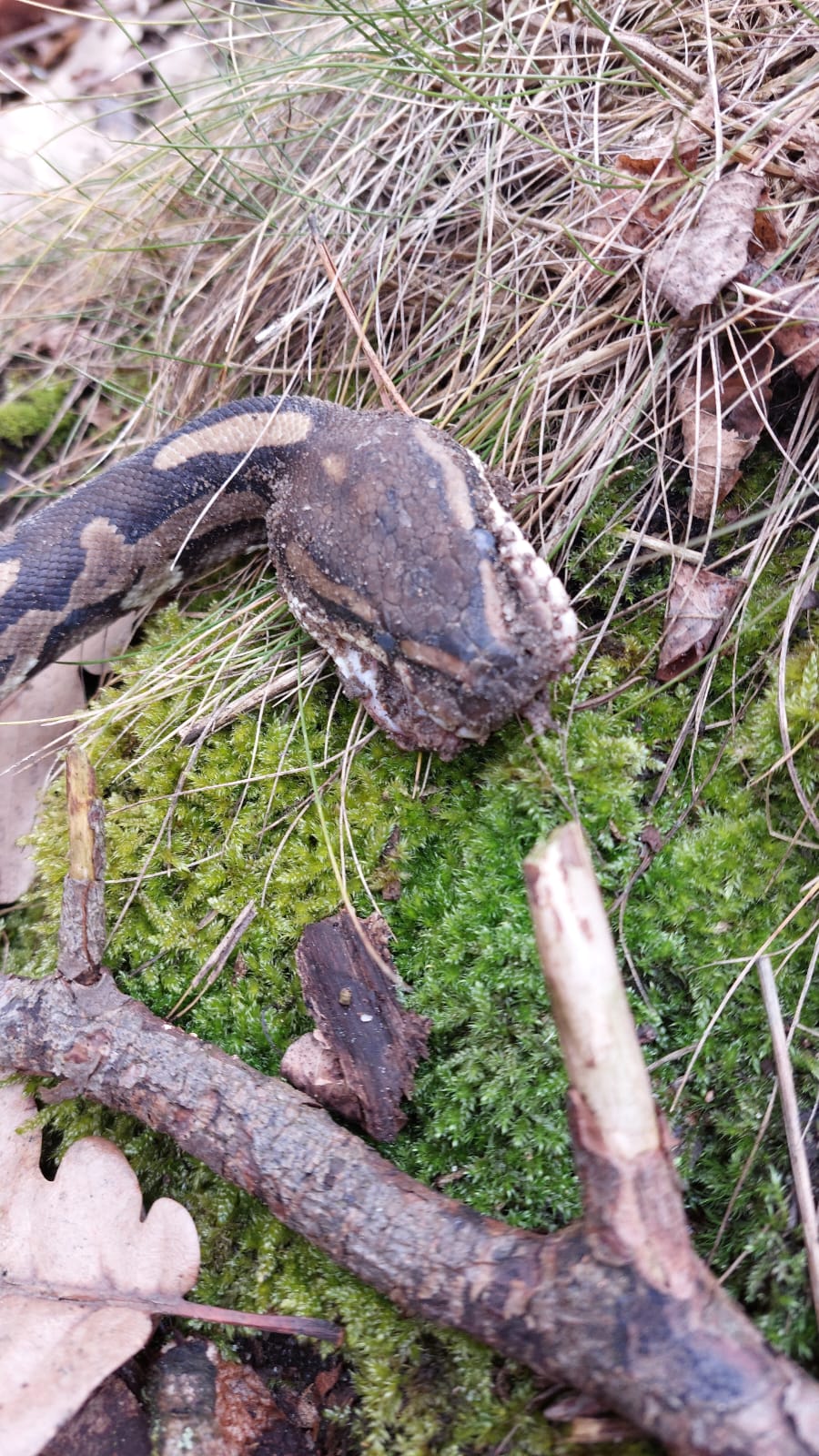 Nadleśnictwo Grodzisk