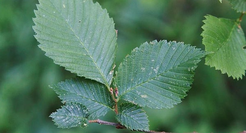 wiąz - Antoni Kasprzak - lasy.gov.pl