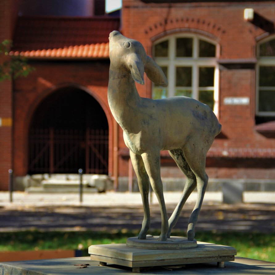 sarenka - trzcianka.pl