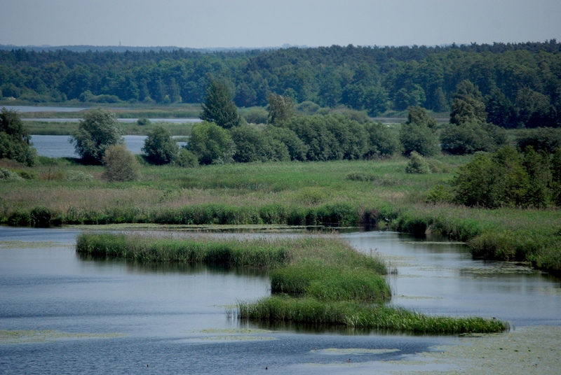 staw przygodzice - W. Urbankiewicz - przygodzice.pl