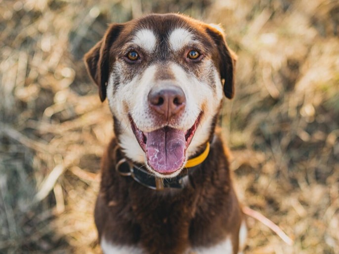Pieseł - Schronisko dla zwierząt w Poznaniu