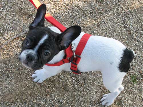 Pies 20100531 - SXC.hu