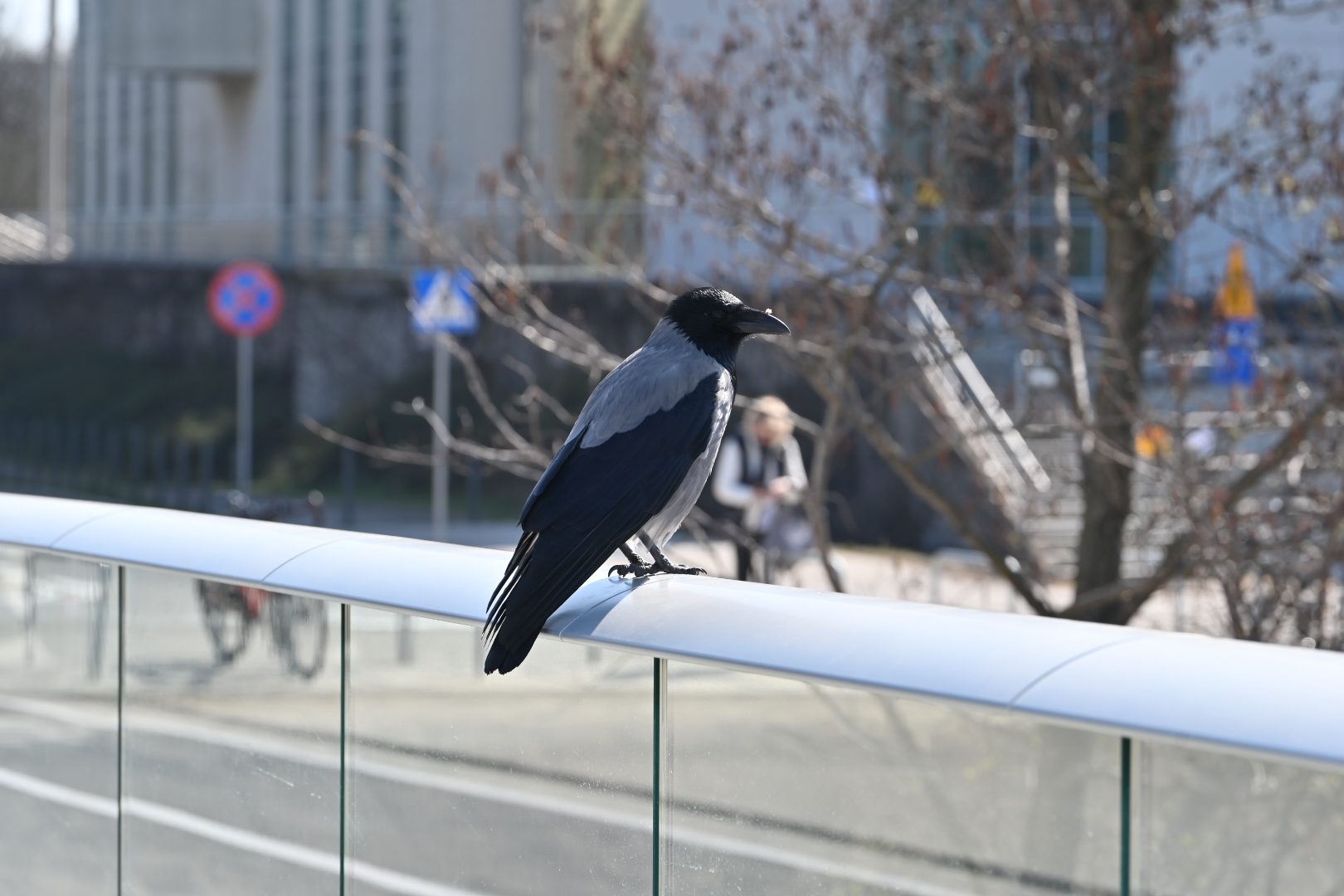 mosty berdychowskie szklane pułapki - Wojtek Wardejn