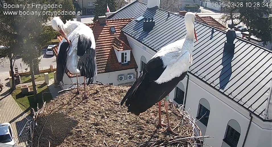 Bociany z Przygodzic bociany.przygodzice.pl - Bociany z Przygodzic bociany.przygodzice.pl