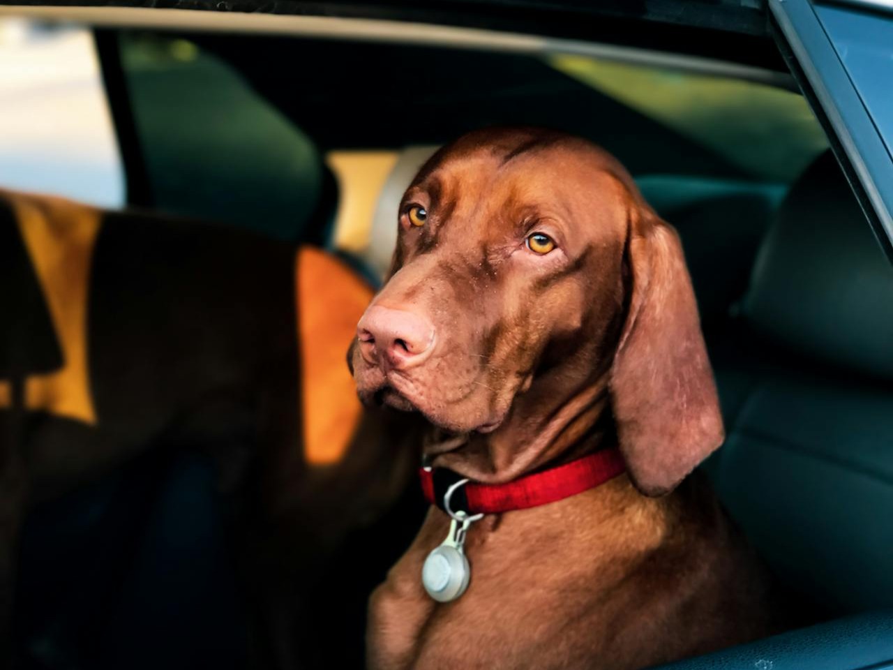 pies auto samochód - Pexels - Charles Roth