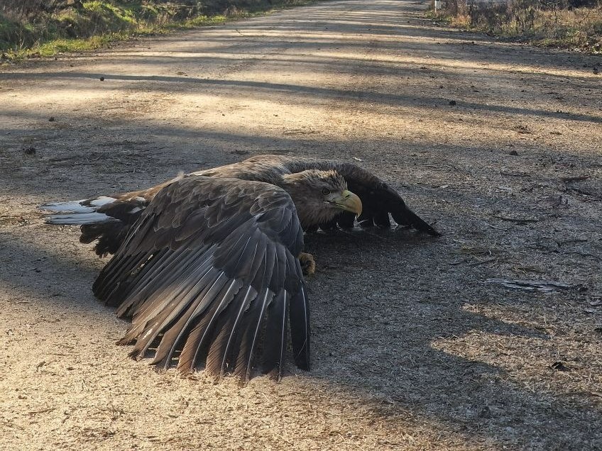 bielik orzeł jastrowie - Nadleśnictwo Jastrowie