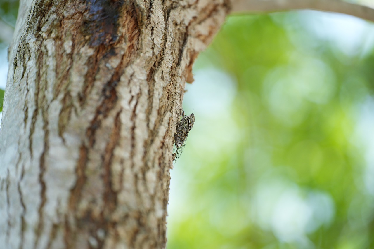 cykady pluskwy pluskwiaki - Abibniosky/Pixabay