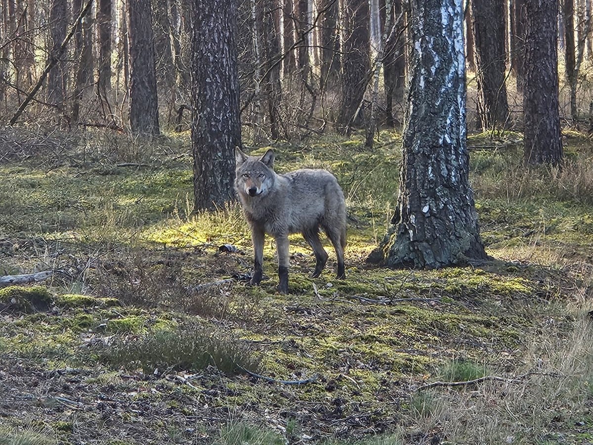 Wilk - Nadleśnictwo Oborniki