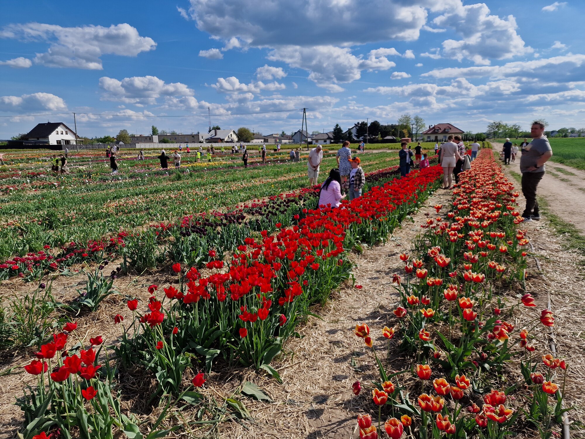 chrzypsko tulipany - Grzegorz Ługawiak