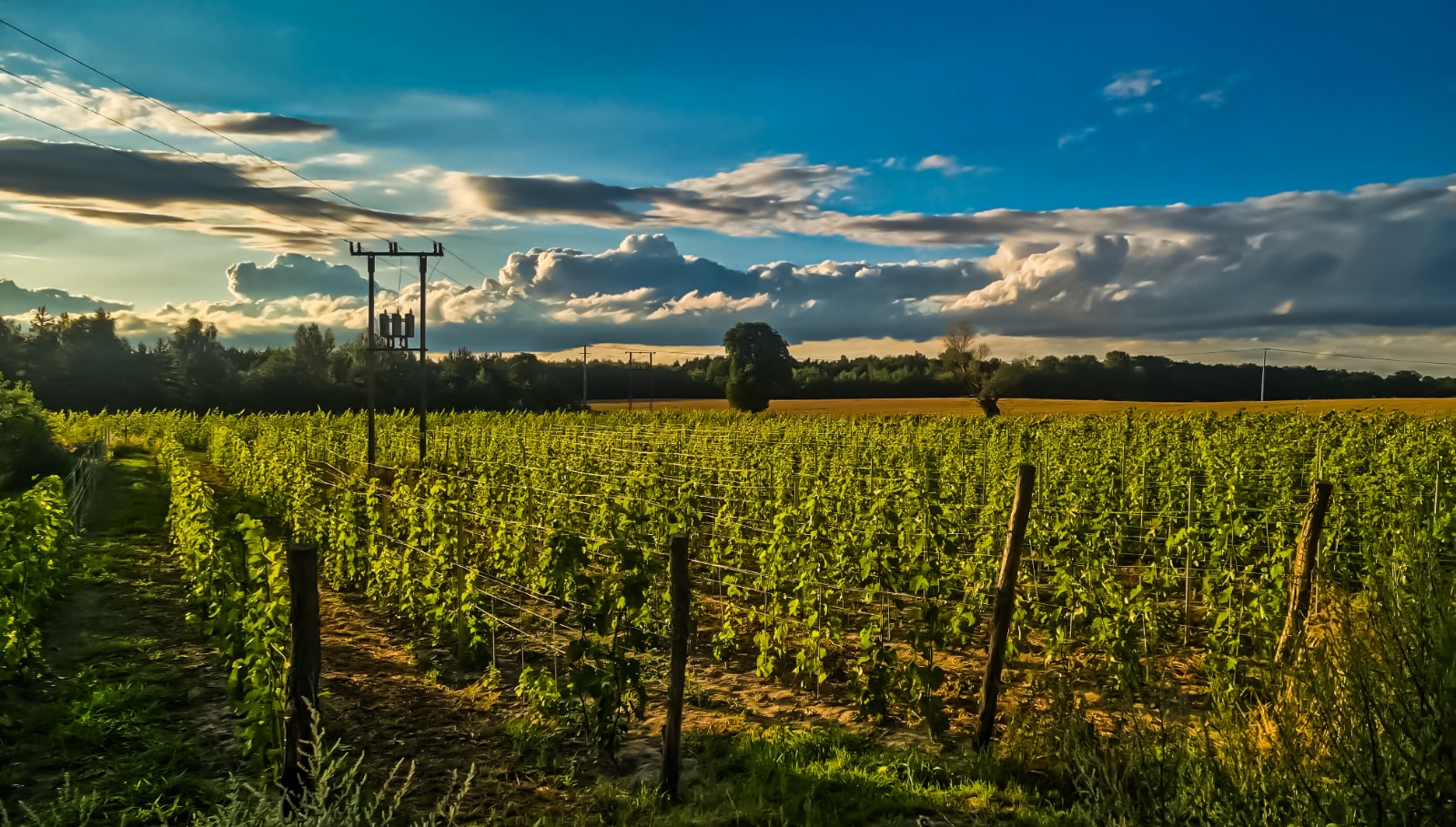 Winnica Stara Szkoła  - Winnica Stara Szkoła 