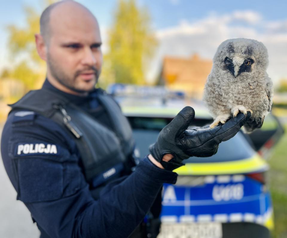 Policjant pokazuje sowe - Policja Ostrów Wielkopolski 