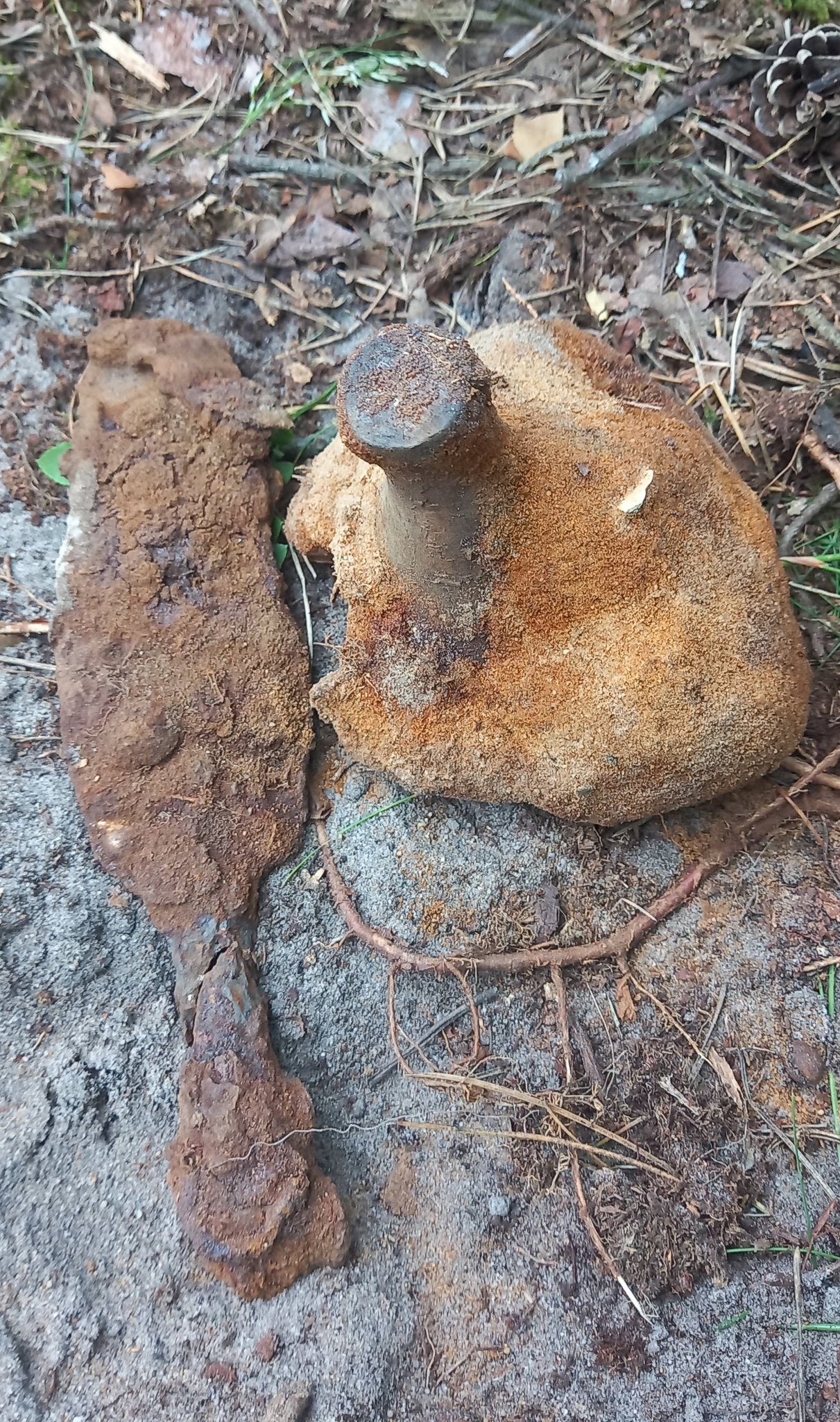 DENAR Kalisz - Stowarzyszenie Poszukiwaczy Śladów Historii 