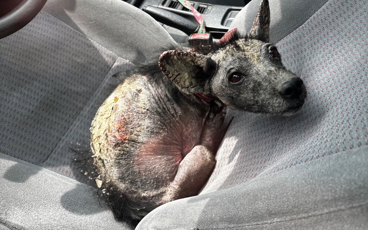 otis pies maltretowany uam - pomagam.pl