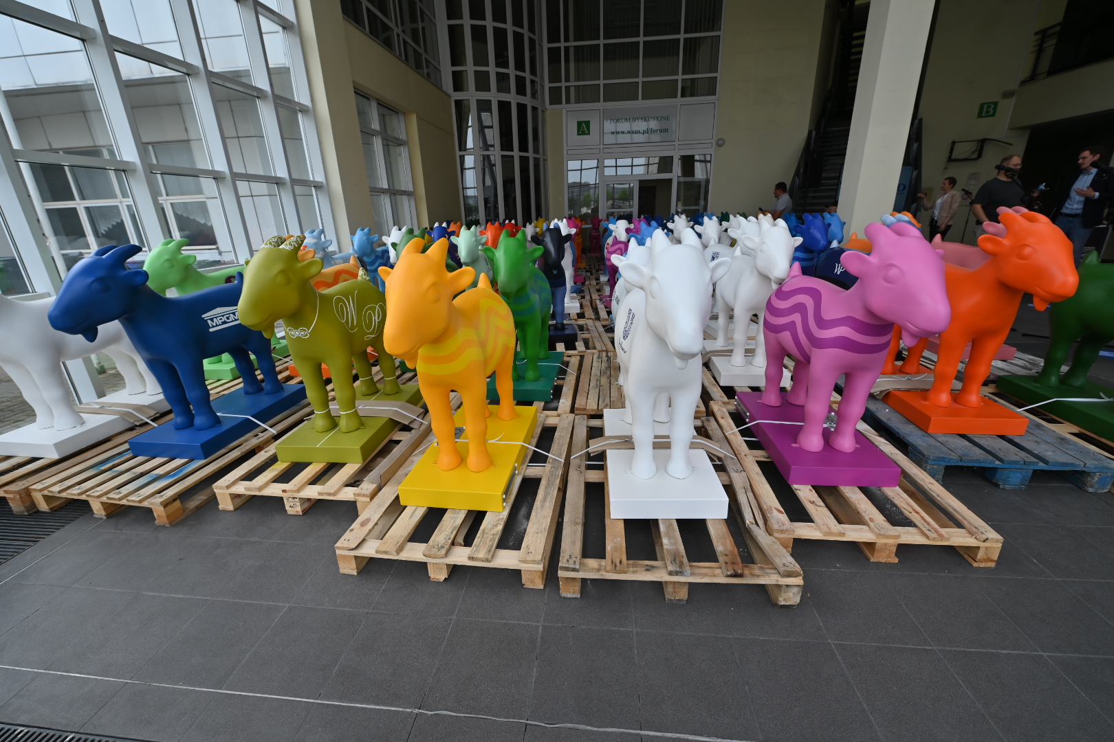 Koziołki Aquanet - Wojtek Wardejn - Radio Poznań