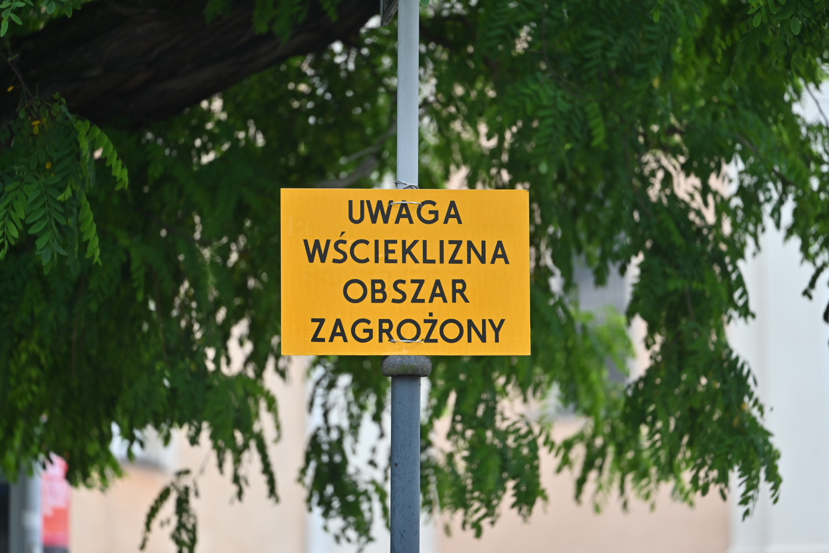 nietoperz wścieklizna - Wojtek Wardejn - Radio Poznań