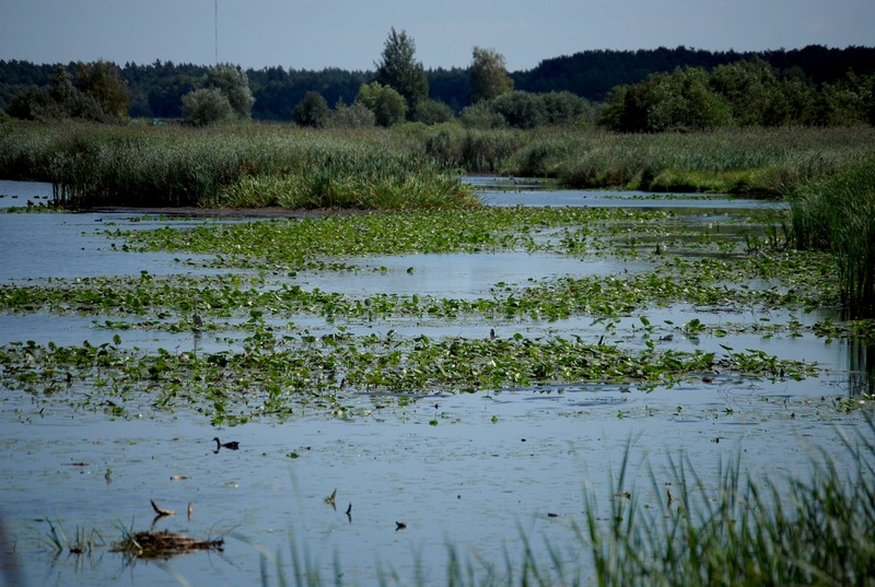 Stawy przygodzice - Gmina Przygodzice