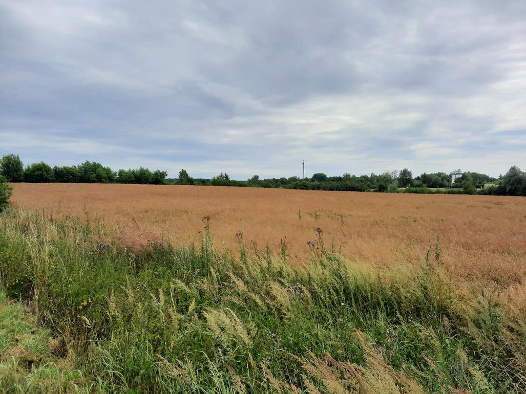 cmentarz konin Marantowska - Michalina Maciaszek