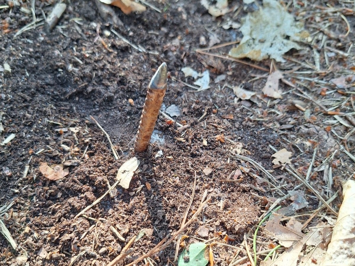 kolce - Nadleśnictwo Trzcianka