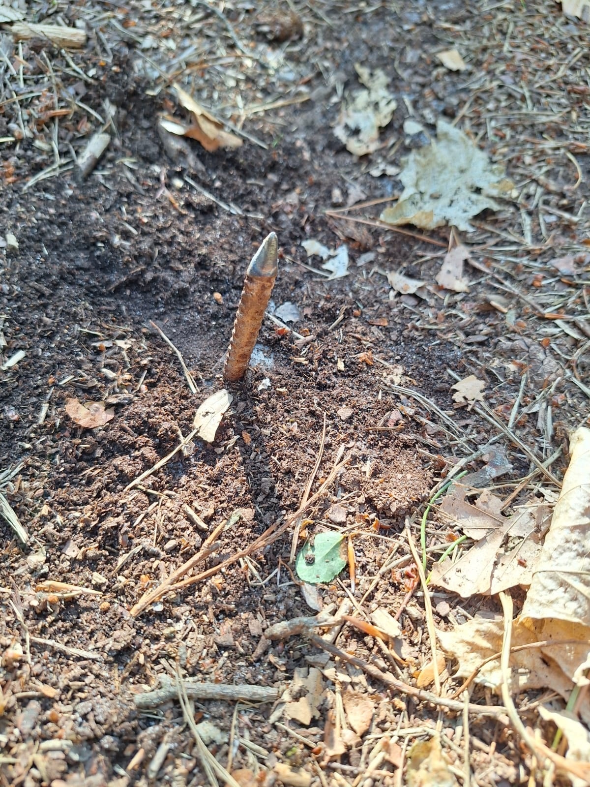 Nadleśnictwo Trzcianka