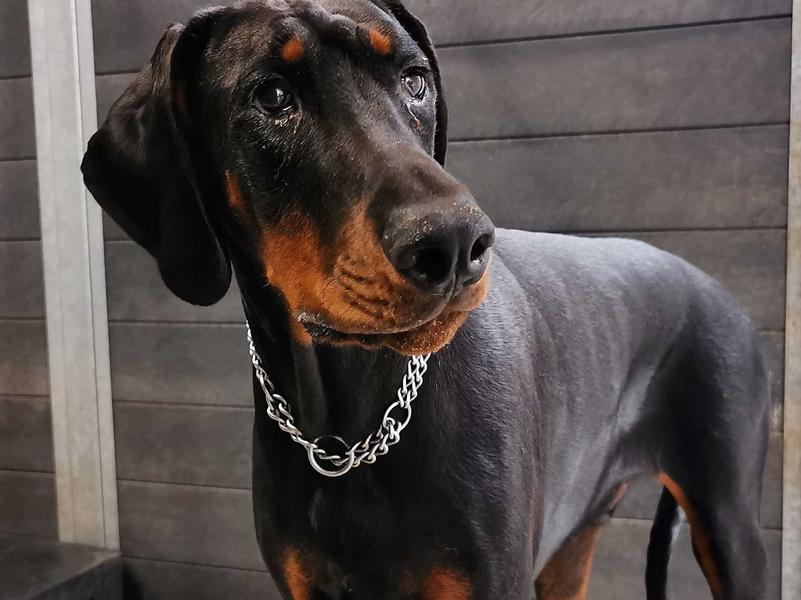 pies schronisko - Schronisko dla zwierząt w Poznaniu